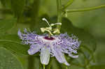 Passionflower <BR>Maypop